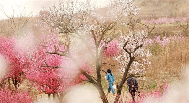 橋頭鎮10萬余株梅花驚艷綻放